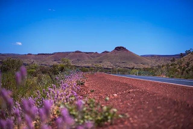 Landscape shot of Pilbara wildflowers