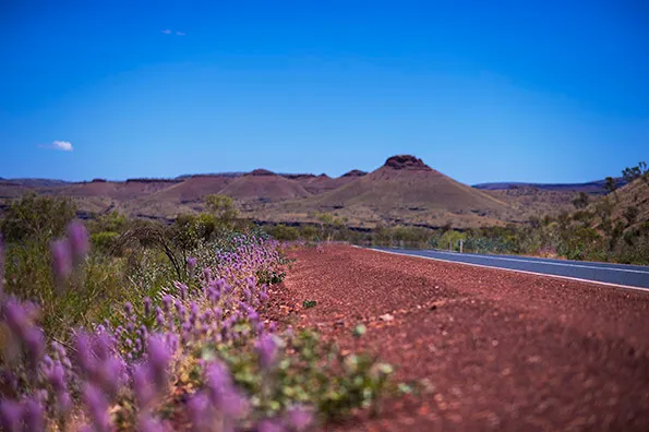 Landscape shot of Pilbara wildflowers
