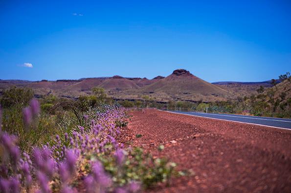 Landscape shot of Pilbara wildflowers